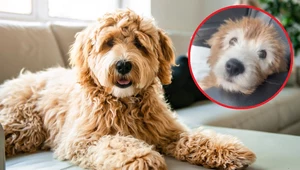 Pies Porter wyrósł na pięknego psa, ale hodowca oszukał jego właścicielkę. Nie przypomina maltipoo, na którego miał wyrosnąć 