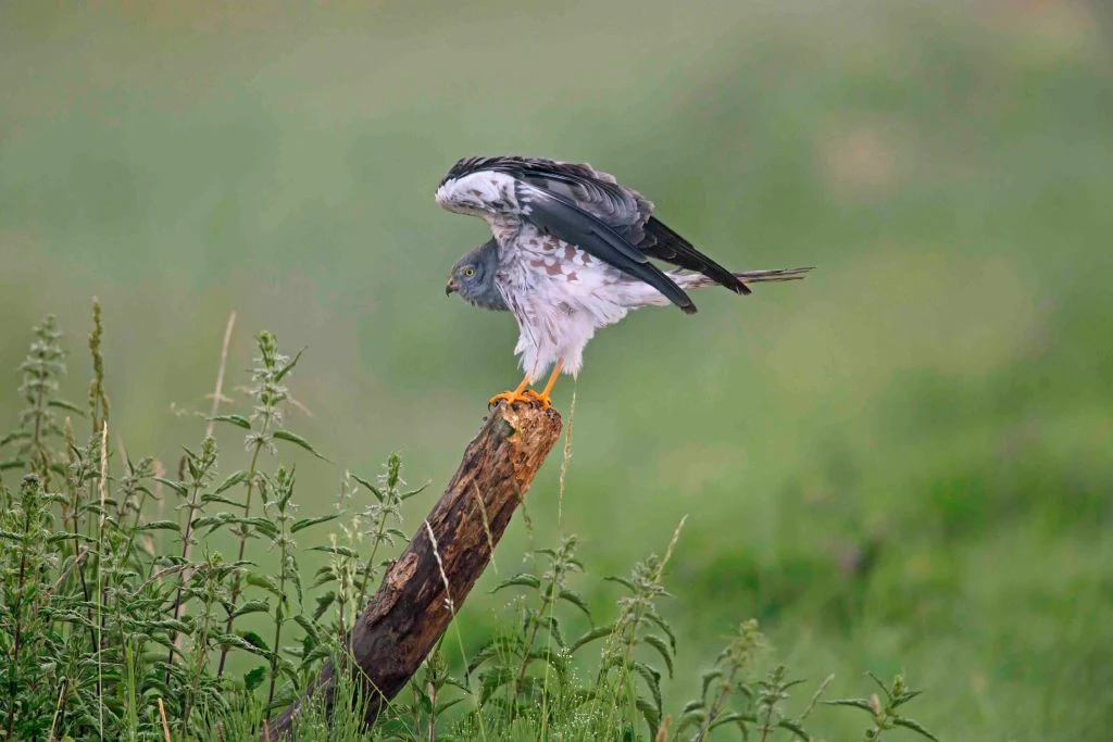 Błotniak łąkowy