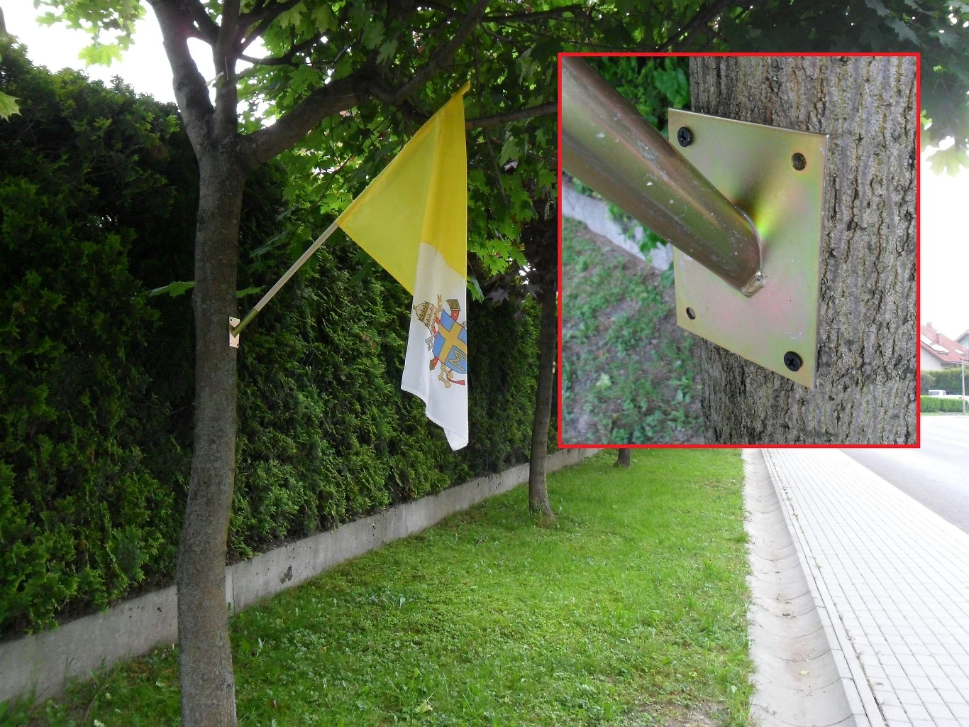 Do drzew przykręcono mocowania na flagi Do drzew przykręcono mocowania na flagi