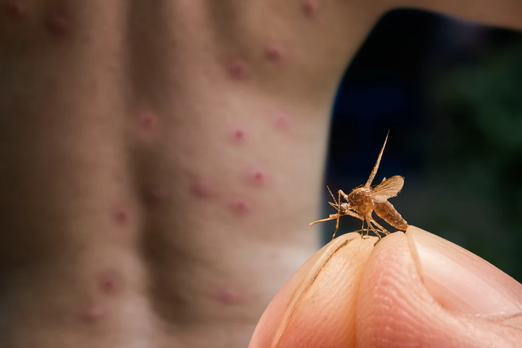 Jak wykorzystać cytrynę do obrony przed komarami?