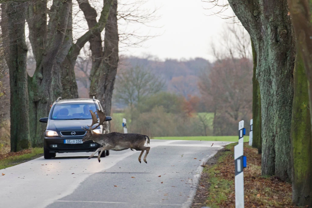 Naukowcy zauważyli wzrost mobilności zwierząt w pobliżu autostrad i szczególnie na długich odcinkach