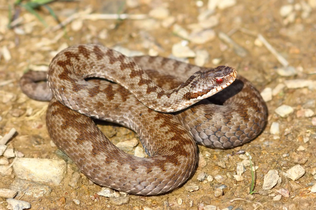 Żmija zygzakowata to jadowity gatunek węża. W Polsce można spotkać ją w wielu miejscach