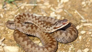 Żmija zygzakowata to jadowity gatunek węża. W Polsce można spotkać ją w wielu miejscach