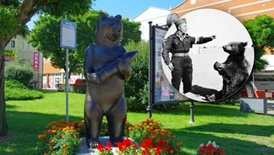 Polska specjalność - niedźwiedź bojowy. Los Wojtka był jednak koszmarny