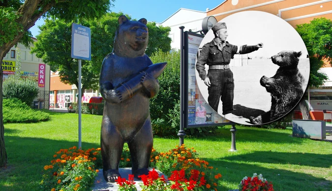 Bitwa o Monte Cassino. Najsłynniejszy polski niedźwiedź pomógł zdobyć klasztor