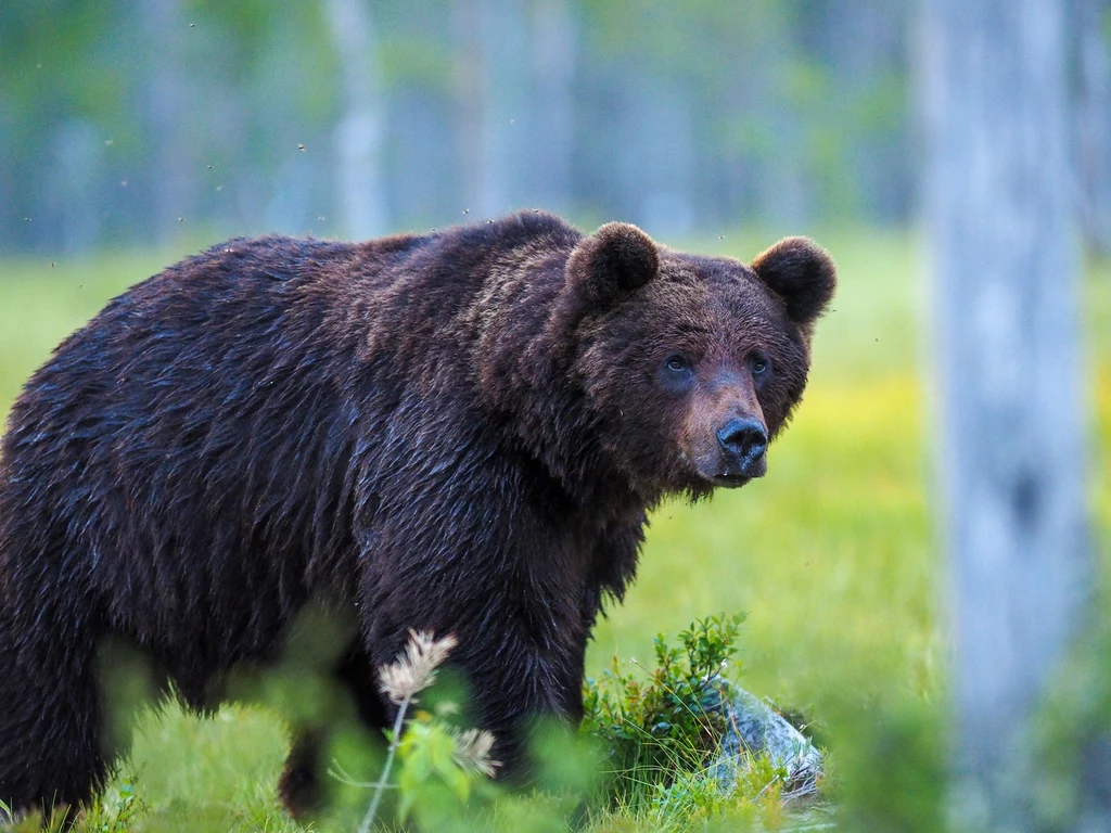 W Polsce żyje zaledwie 110 niedźwiedzi brunatnych. Na szczęście przyrodnicy starają się, aby nic nie zakłócało ich spokoju i żeby nie wchodziły w konflikt z człowiekiem