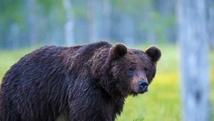 Sekretne życie polskich niedźwiedzi. Przyrodnicy walczą o każdego z nich
