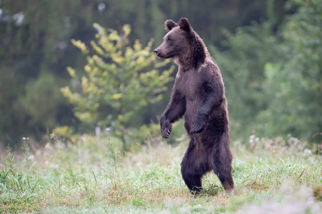 Kiedyś niedźwiedzie w Polsce żyły nawet na nizinach. Jednak ze względu na polowania i kłusownictwo niemal całkowicie je wytępiono. Zaraz po drugiej wojnie światowej w Polsce żyło ich zaledwie kilkanaście