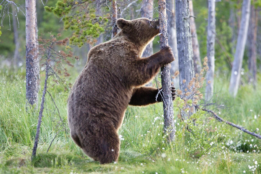 Niedźwiedź brunatny to największy łakomczuch polskich lasów. Mimo że z definicji jest drapieżnikiem, to stosunkowo rzadko poluje. Częściej sięga po padlinę i pąki, kłącza, liście, zioła czy owoce. Naturalnie jest też ogromnym fanem miodu