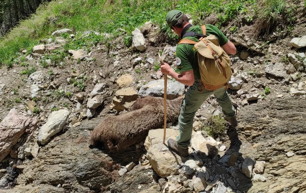 W słowackiej części Tatr w ubiegłym tygodniu znaleziono martwą niedźwiedzicę. Trwa sezon godowy tego gatunku, więc możliwe, że samica uciekała przed samcem