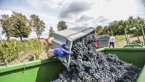 Na pracę sezonową przy zbiorze winogron i innych owoców nie brakuje chętnych. Który kraj ma najlepsze oferty?