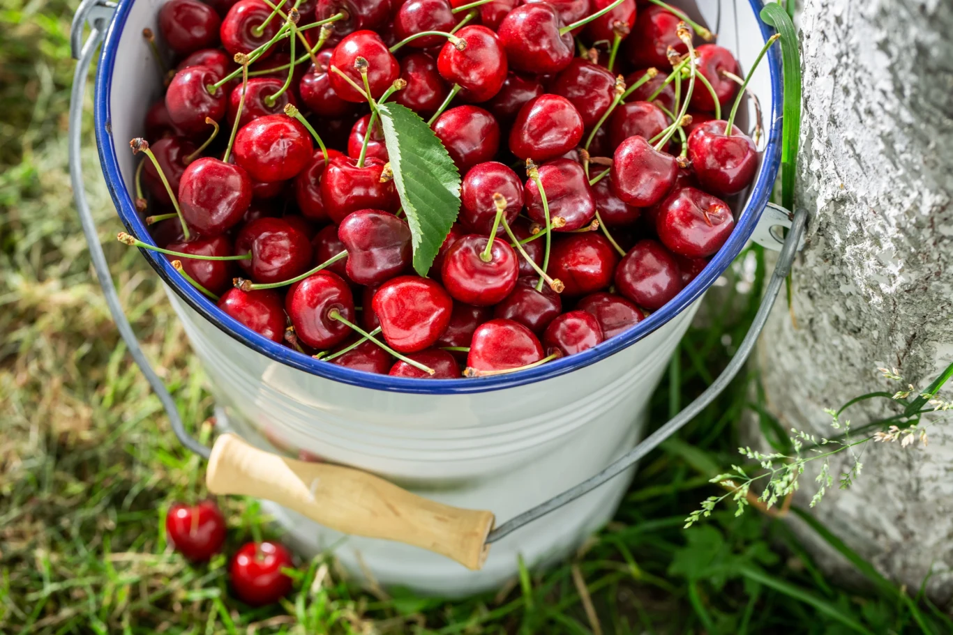 Czereśnie to wymarzone owoce dla osób na diecie lub sercowców Czereśnie to wymarzone owoce dla osób na diecie lub sercowców