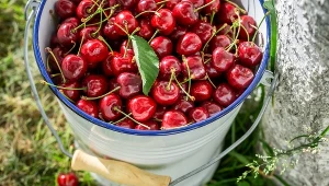 Czereśnie to wymarzone owoce dla osób na diecie lub sercowców