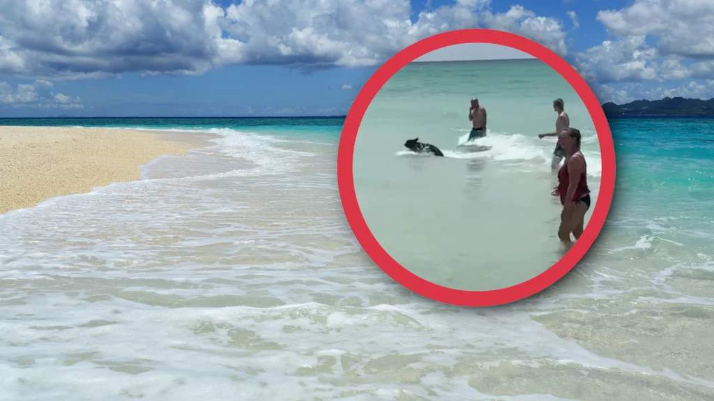 Niemałego szoku doznali turyści na plaży w Destin na Florydzie (USA) gdy zobaczyli, że z oceanu nagle wynurza się niedźwiedź czarny. Do zdarzenia doszło w niedzielę