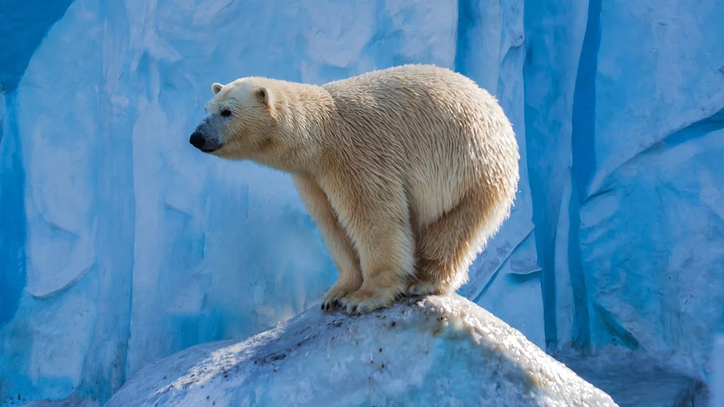 Niedźwiedzie polarne są symbolem zmiany klimatu