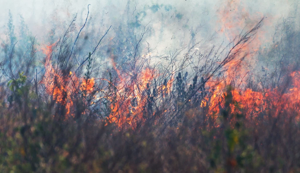 Do emisji gazów cieplarnianych przyczyniają się m.in. wywoływane ostrzałem pożary lasów
