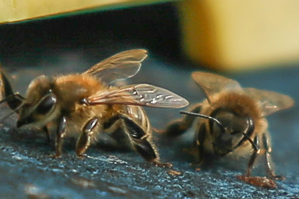 Co robią pszczoły i dlaczego są pożyteczne?