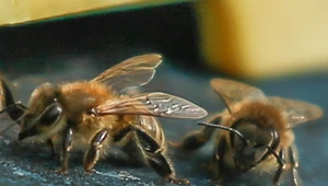 Co robią pszczoły, ile produkują miodu i dlaczego są pożyteczne?