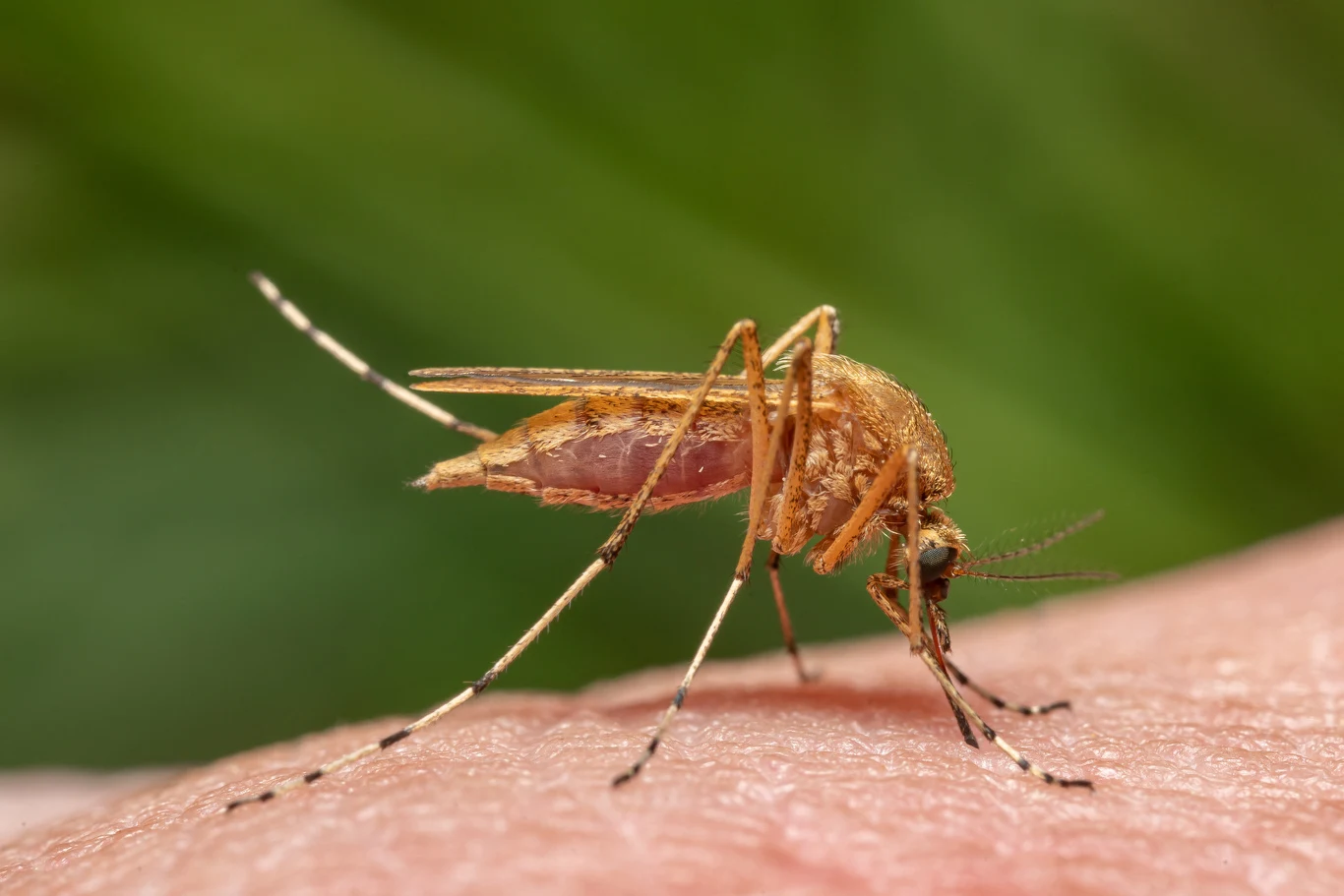 Komara Aedes Cyprius odnotowano w Szwecji pierwszy raz od 50 lat Komara Aedes Cyprius odnotowano w Szwecji pierwszy raz od 50 lat