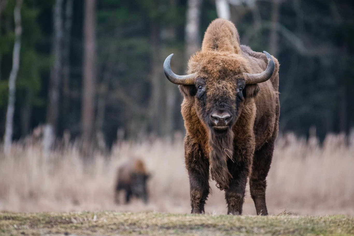 Puszcza Białowieska to jeden z obiektów, znajdujących się na liście UNESCO. Żubr jest symbolem tego miejsca. 