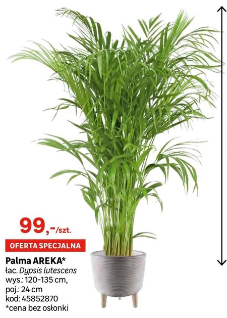 Palma