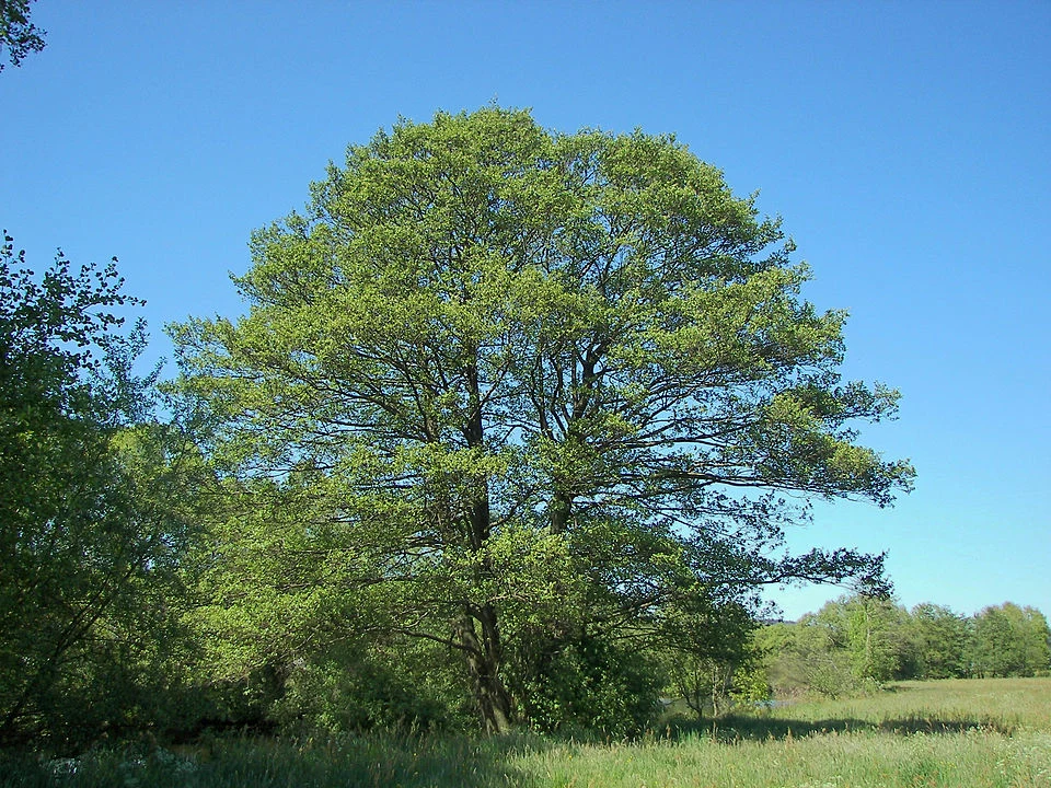 Pokrój olchy czarnej. Charakterystyczne rozłożyste gałęzie to częsty widok w polskich parkach i w rejonach wiejskich.