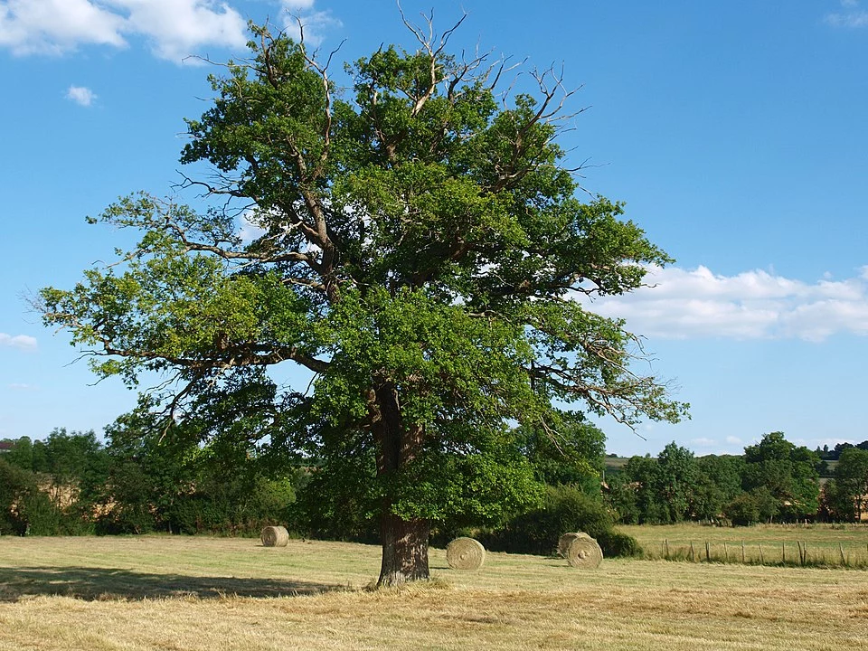 Dąb szypułkowy dobrze zniesie zmiany klimatu w Europie