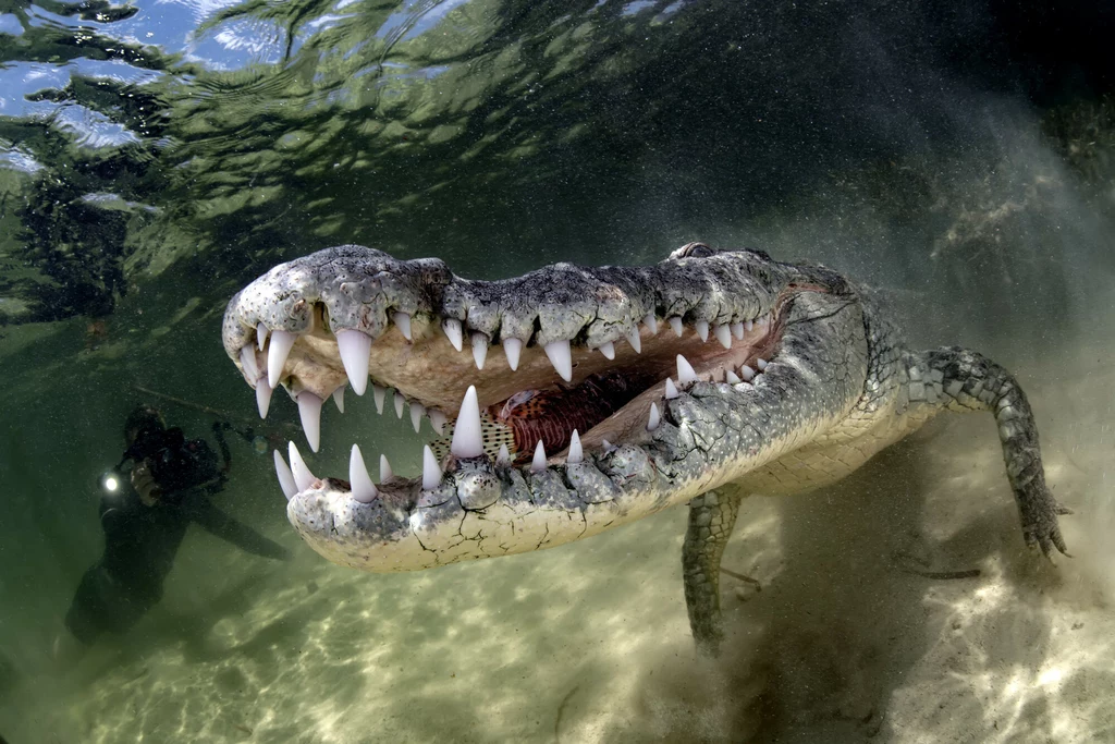 Amerykański krokodyl może mieć nawet 4 m długości