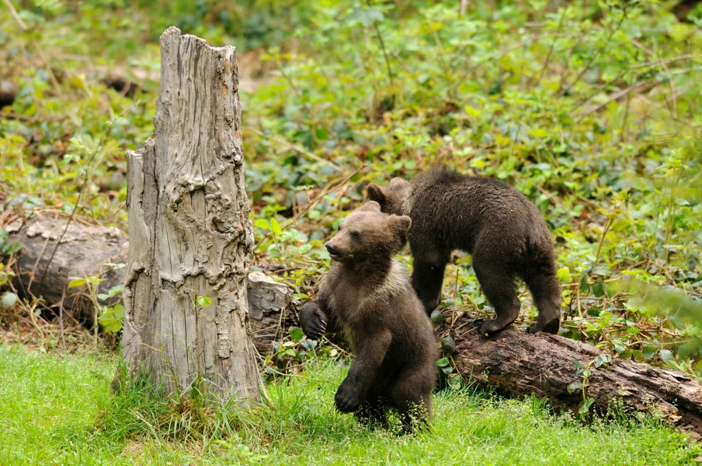 W ostatnich dniach w Tatrach Wysokich znaleziono trzy młode niedźwiedzie brunatne 