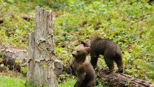 Samotne niedźwiadki w Tatrach. Matka może nie żyć