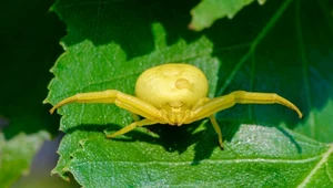 "Crabs spiders" opanowały polskie lasy. Leśnicy pokazali zdjęcia