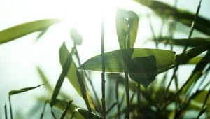 5 faktów o środkach ochrony roślin