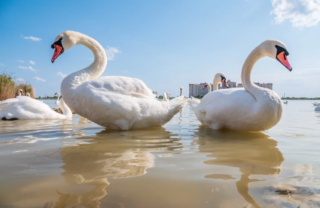 Żyjące w Słowacji łabędzie uzależniły się od opiatów zawartych w spożywanym przez nich maku. Część ptaków nie przeżyła