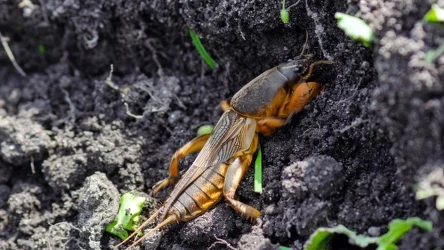 Turkuć podjadek to duże utrapienie dla ogrodników. Podgryza korzenie roślin.