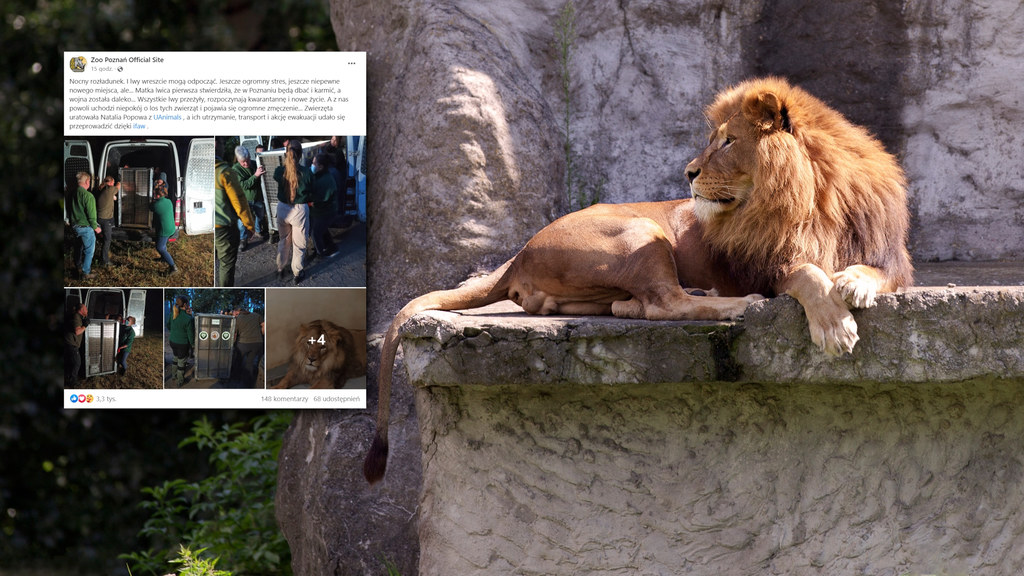 Do zoo w Poznaniu trafił kolejny transport z lwami z Ukrainy