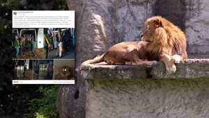 Do zoo w Poznaniu trafiły kolejne lwy z Ukrainy
