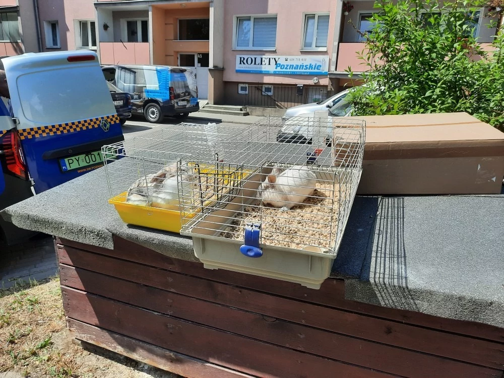 Straż miejska w Poznaniu uratowała dwa króliki, które ktoś porzucił w klatkach na jednym z osiedli w mieście