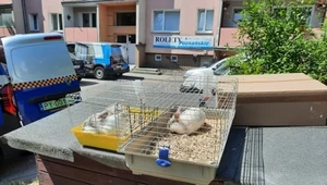 Na śmietniku porzucono dwa króliki. Uratowała je straż miejska