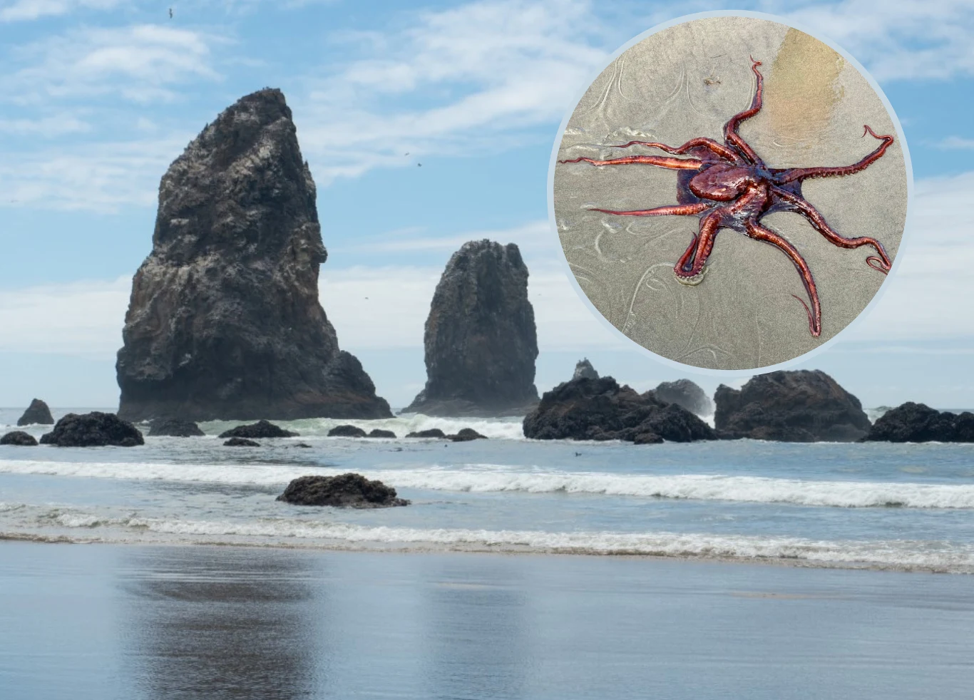 Gigantyczna ośmiornica została zauważona u wybrzeży stanu Oregon w USA Gigantyczna ośmiornica została zauważona u wybrzeży stanu Oregon w USA