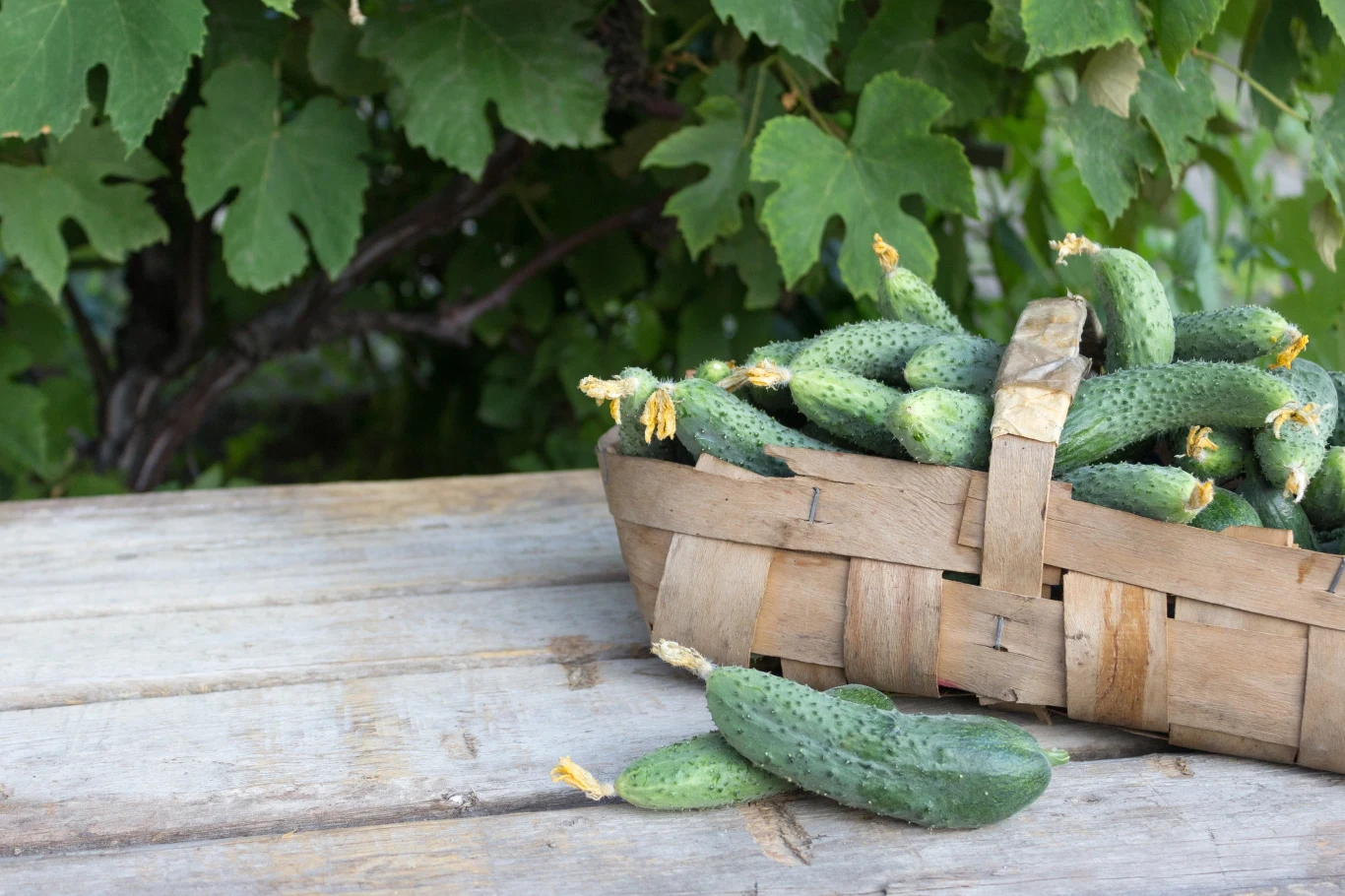 Jak ściółkować ogórki, żeby warzywa rozwijały się poprawnie? Jak ściółkować ogórki, żeby warzywa rozwijały się poprawnie?
