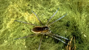 Bagnik nadwodny to największy pająk, jakiego można spotkać w Polsce. Dlaczego jest groźny?