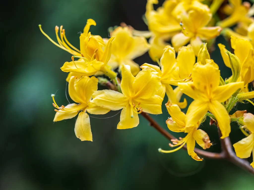 Ogrodnicy uwielbiają różanecznik żółty za jego piękny wygląd oraz obłędny zapach