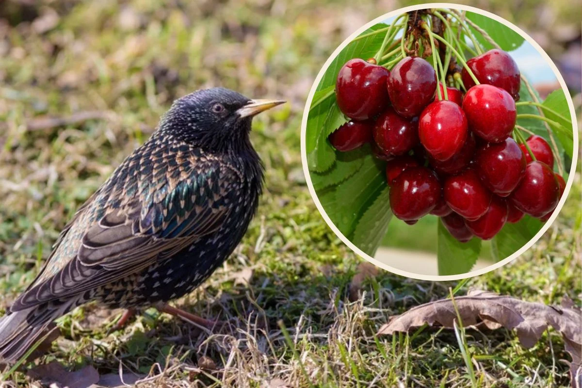 Szpaki nie muszą już podjadać owoców w ogrodzie. Przestaną to robić. Tylko zastosuj trik z folią aluminiową Szpaki nie muszą już podjadać owoców w ogrodzie. Przestaną to robić. Tylko zastosuj trik z folią aluminiową
