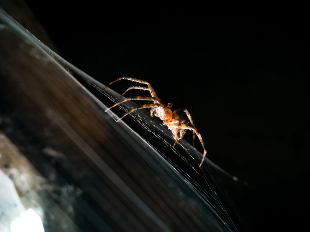 Sieciarz jaskiniowy to najniebezpieczniejszy pająk, jakiego można spotkać w Polsce