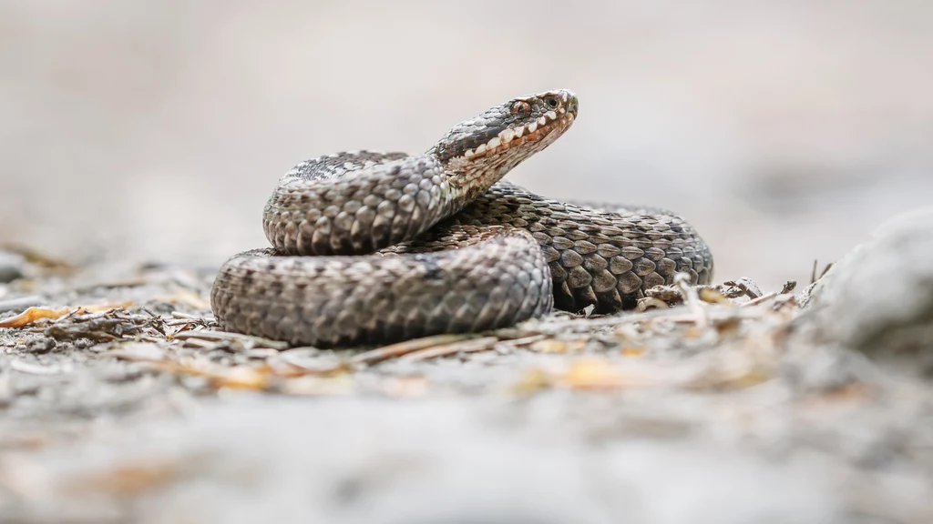 Żmija zygzakowata to jedyny jadowity gatunek węża w Polsce. Zwierzęta z reguły nie są agresywne, atakują tylko gdy poczują zagrożenie