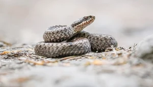 Tatry. Żmija zygzakowata ukąsiła 14-letnią dziewczynę