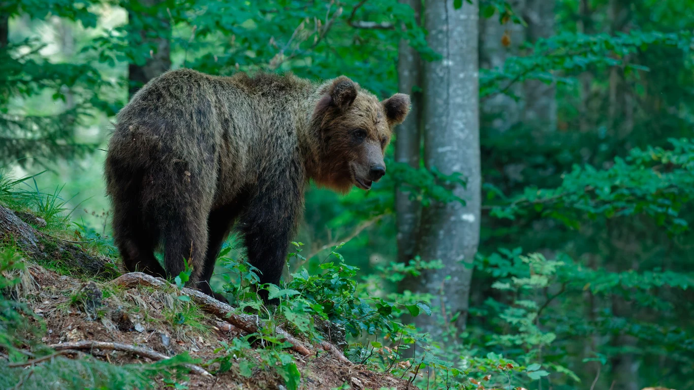 Niedźwiedzie nigdy nie atakują ludzi, jeśli nie mają powodu Niedźwiedzie nigdy nie atakują ludzi, jeśli nie mają powodu