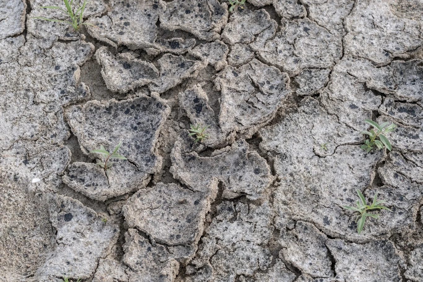 Susza ma katastrofalne skutki