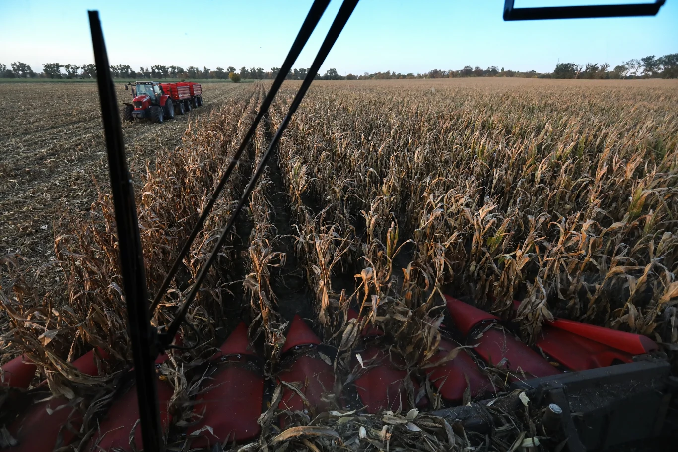 Susza wpływa na rolnictwo. Na zdjęciu zbiory kukurydzy w 2022 r. - rolnicy szacowali, że ze względu na suszę, plony były co najmniej o połowę niższe
