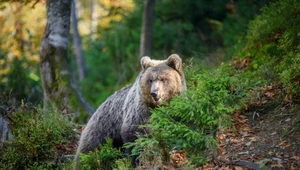 Niedźwiedź w Małopolsce. Wójt gminy ostrzega mieszkańców